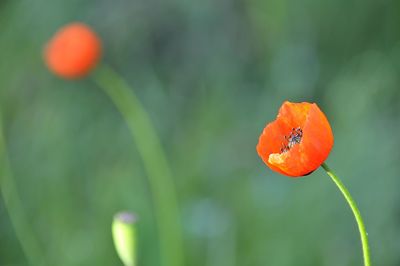 Close-up of orange poppy growing on plant