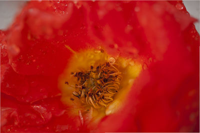 Close-up of red rose flower