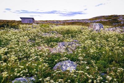 Scenic view of purple flowering plants on field against sky