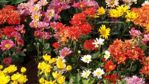 Close-up of multi colored flowers blooming outdoors