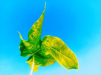 Close-up of fresh green leaves against blue sky