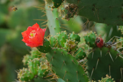 Close-up of red rose on plant