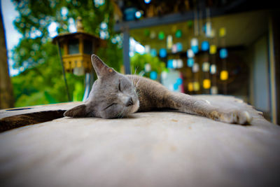 Cat sleeping