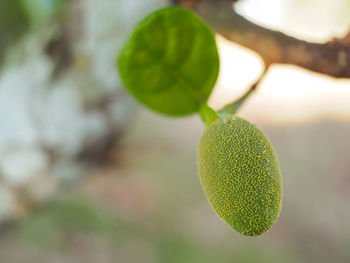 Close-up of fresh green plant