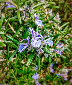 Close-up of purple flowers