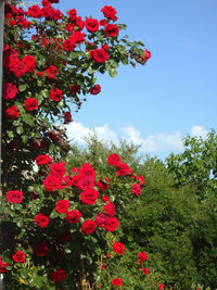 Red flowers blooming on tree