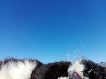 Close-up of cat against blue sky
