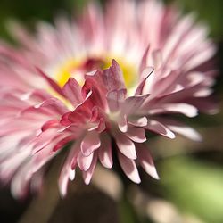 Close-up of pink flower blooming outdoors