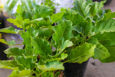 Close-up of green leaves