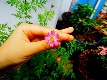 Hand holding small flower
