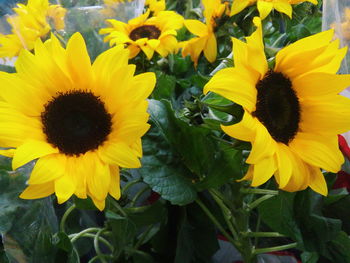 Close-up of sunflower