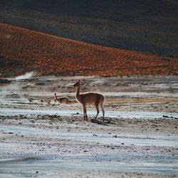 Deer standing on landscape