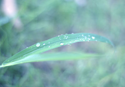 Close-up of water drops on leaf