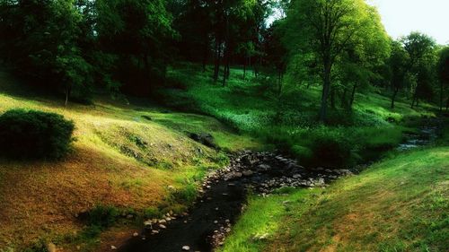 Scenic view of forest