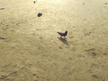 High angle view of cat playing on sand at beach