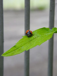 Close-up of ladybug on leaf