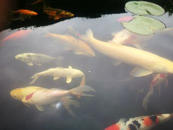 Fish swimming in sea