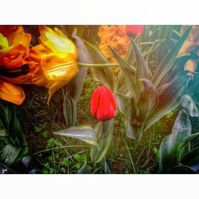 transfer print, auto post production filter, flower, field, plant, freshness, fragility, petal, growth, nature, beauty in nature, close-up, grass, orange color, flower head, leaf, outdoors, no people, high angle view, day