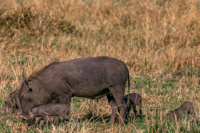 View of warthogs against clear sky in the  game reserve park in narok county in kenya maasai mara