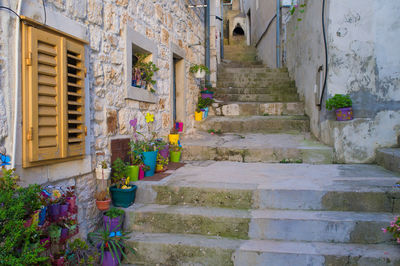 Colorful potted plants on steps by buildings