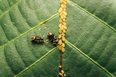 Close-up of insect on leaf