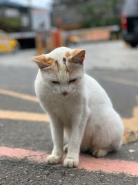 Portrait of cat on street