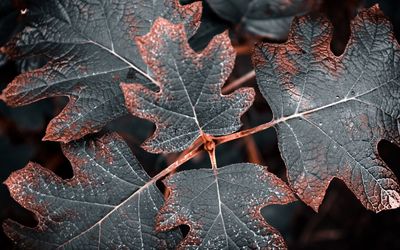 Close-up of dried leaves on plant