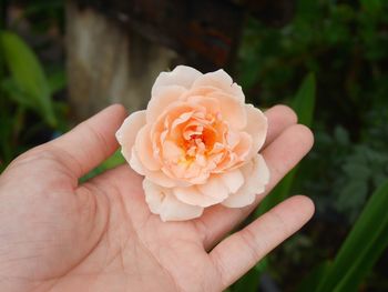 Close-up of hand holding rose flower