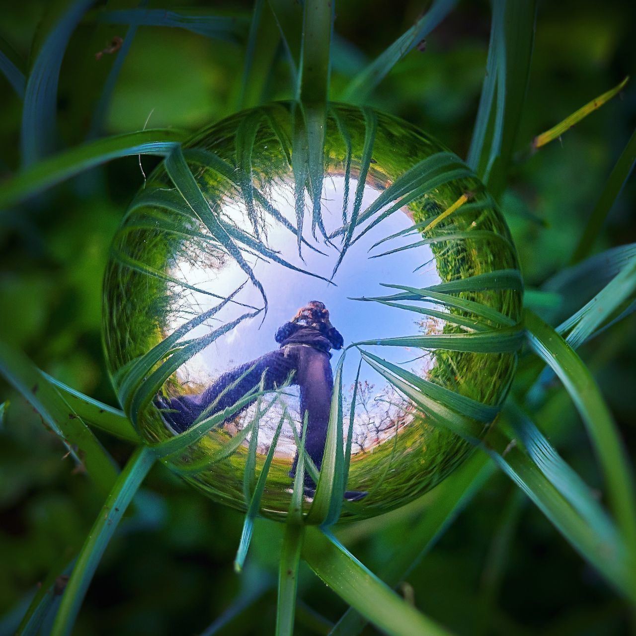 CLOSE-UP OF INSECT ON LEAF