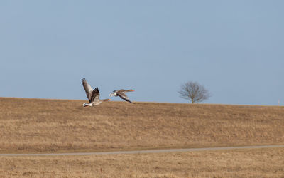 Goose flying over field against clear sky