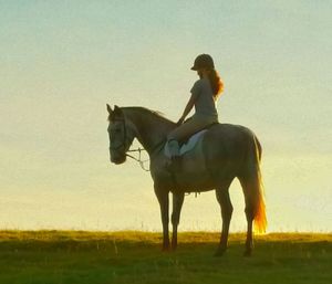 Horses grazing on field