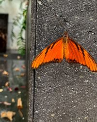 Close-up of orange butterfly