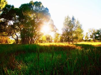 Trees on field against sky during sunset