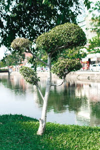 Tree by lake against buildings in city