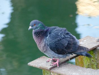 High angle view of pigeon perching on wood