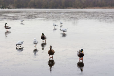 Birds perching on a frozen lake in the winter 