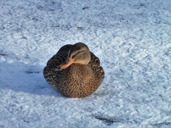 Close-up of duck on snow