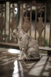 Cat sitting on wooden table