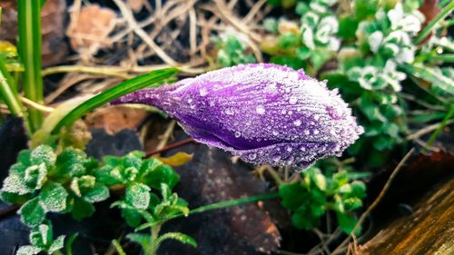 Close-up of purple flowers