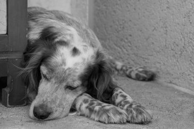 Close-up of dog lying down