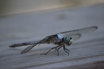 Close-up of fly on table