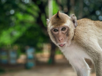 Close-up of monkey sitting on tree