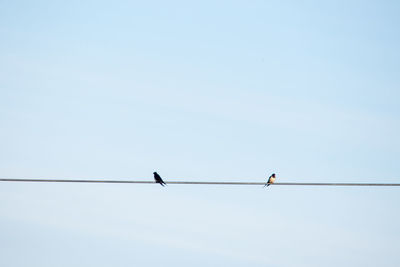 Low angle view of birds perching on cable against clear sky