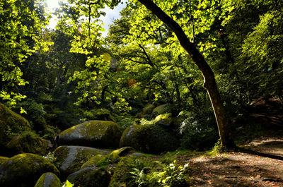 Scenic view of forest