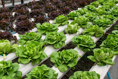 View of vegetables in market stall