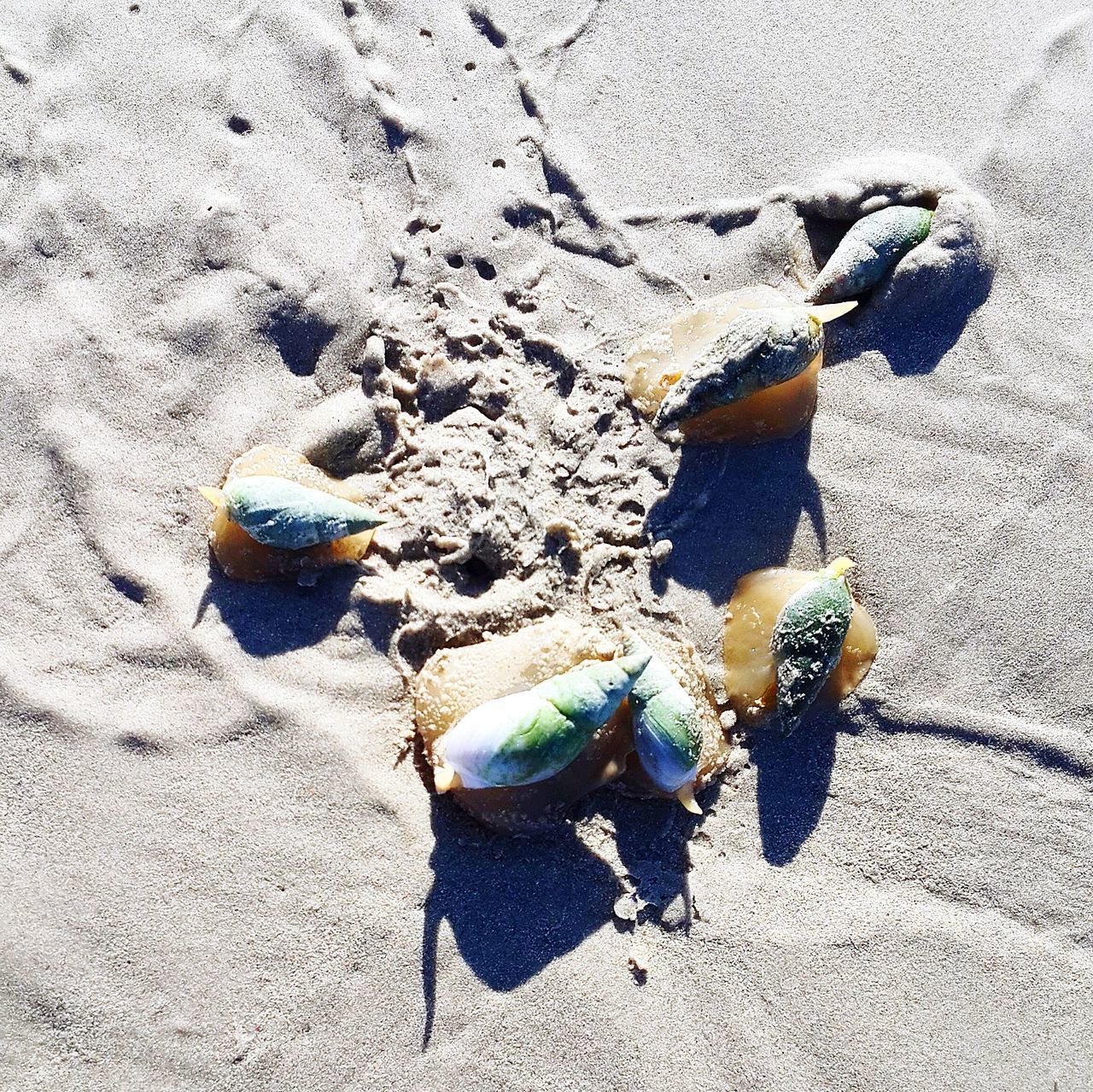 Seasnails