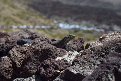 Close-up of rocks with lizard