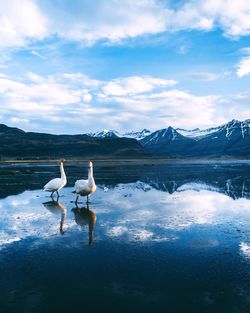 Birds in lake against snowcapped mountains during winter