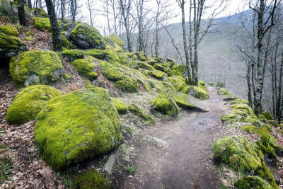 Moss growing on rocks in forest