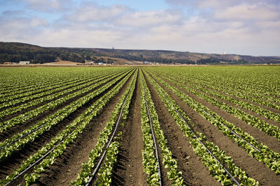 Scenic view of agricultural field against sky